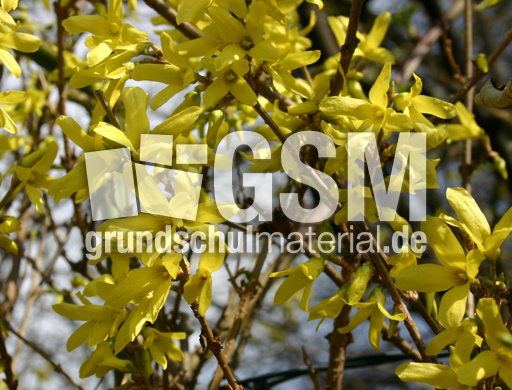 Forsythien-3.jpg